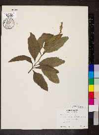 Cordia curassavica image