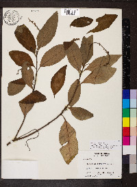 Cordia curassavica image