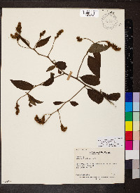 Varronia spinescens image
