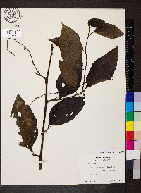 Varronia spinescens image