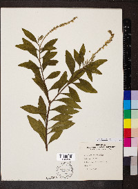 Cordia curassavica image