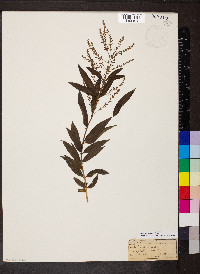 Aloysia triphylla image