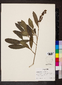 Citharexylum caudatum image