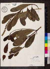 Citharexylum caudatum image