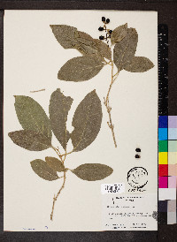Citharexylum spinosum image