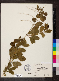 Duranta erecta image