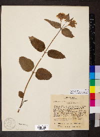 Lippia lupulina image