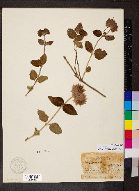 Lippia lupulina image