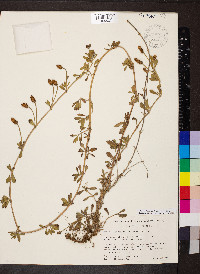 Phyla nodiflora image