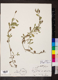 Phyla nodiflora image