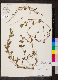 Phyla nodiflora image