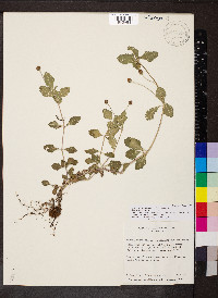 Phyla nodiflora image