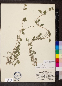 Phyla nodiflora image