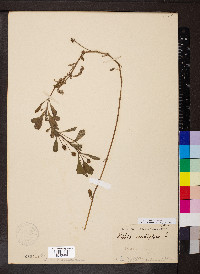 Phyla nodiflora image