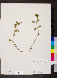 Phyla nodiflora image