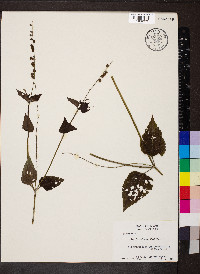 Priva lappulacea image