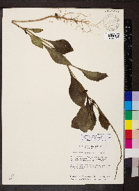 Stachytarpheta cayennensis image