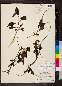 Stachytarpheta cayennensis image