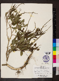 Stachytarpheta cayennensis image