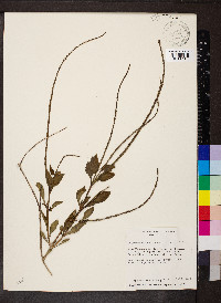 Stachytarpheta cayennensis image
