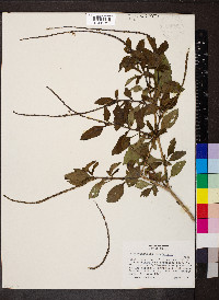 Stachytarpheta cayennensis image