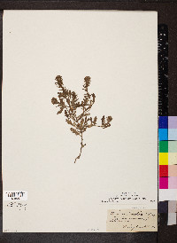 Verbena bracteata image