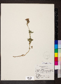 Glandularia canadensis image