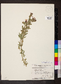 Glandularia canadensis image