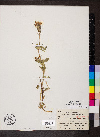 Glandularia canadensis image