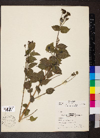 Lantana horrida image