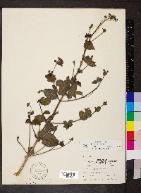 Lantana horrida image