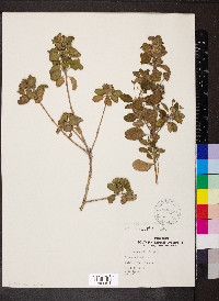 Lantana involucrata image