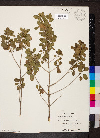 Lantana involucrata image