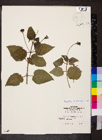 Lantana camara image