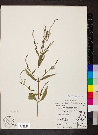 Verbena halei image