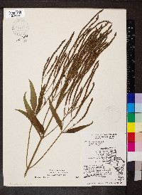 Verbena hastata image