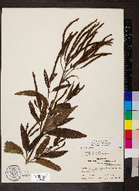 Verbena hastata image