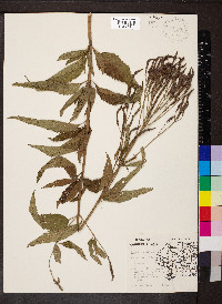Verbena hastata image