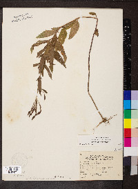 Verbena hastata image