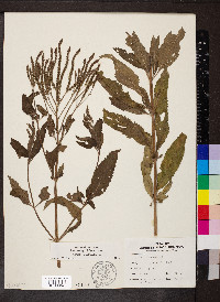Verbena hastata image