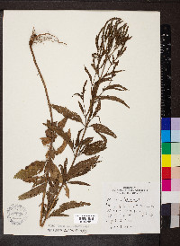 Verbena hastata image