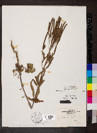 Verbena hastata image