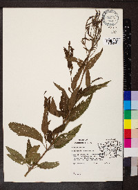 Verbena hastata image