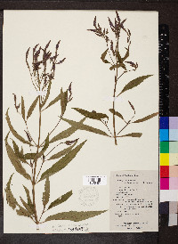 Verbena hastata image