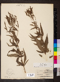 Verbena hastata image