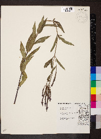 Verbena hastata image