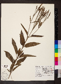 Verbena hastata image