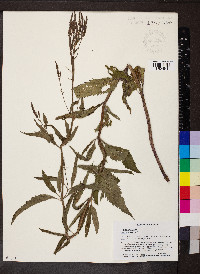 Verbena hastata image