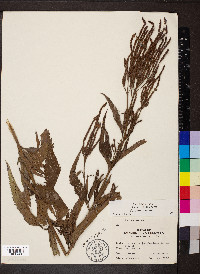 Verbena hastata image