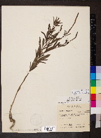 Verbena simplex image